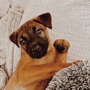 Meet your Posher, Molly